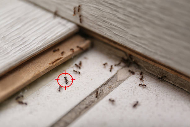 Best Cockroach Control Services  in Bangor, MI