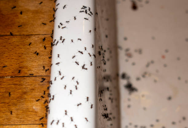 Best Affordable Pest Control Services  in Bangor, MI